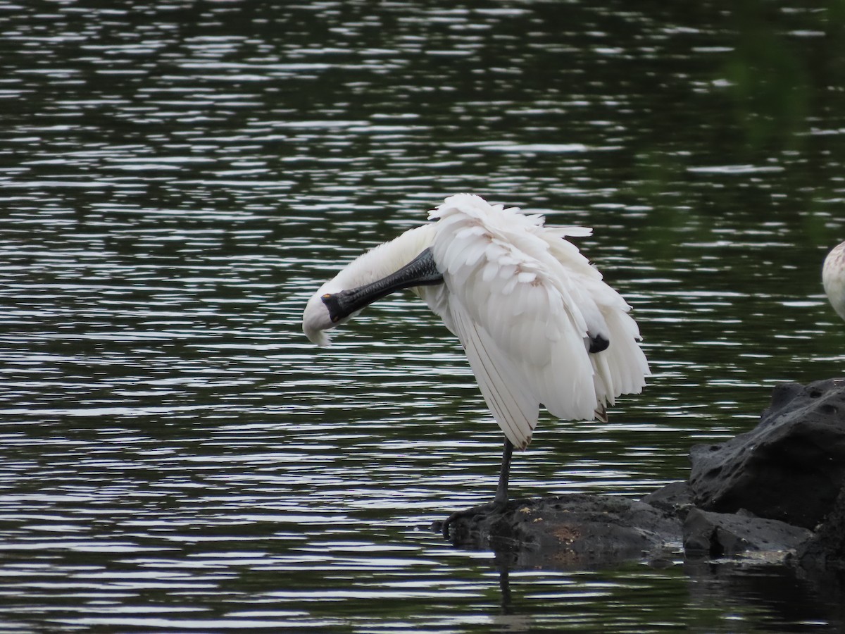 kongeskjestork - ML643411474