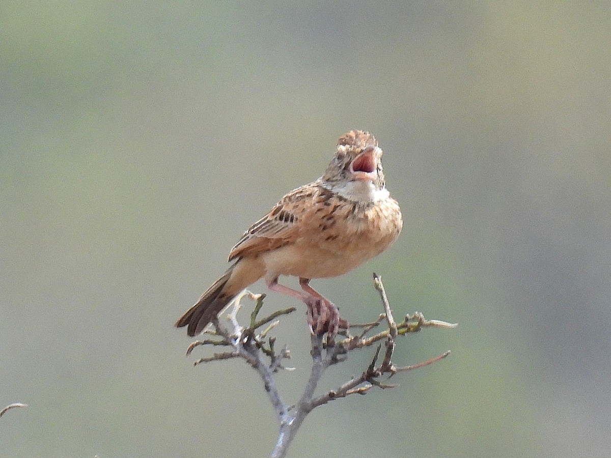 melankolilerke (africana gr.) - ML643411482