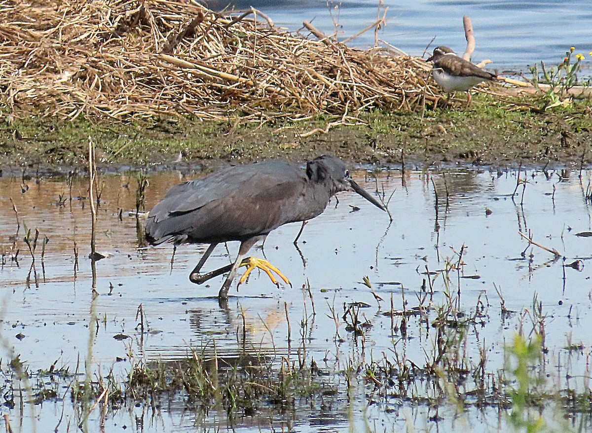 Black Heron - ML643411489