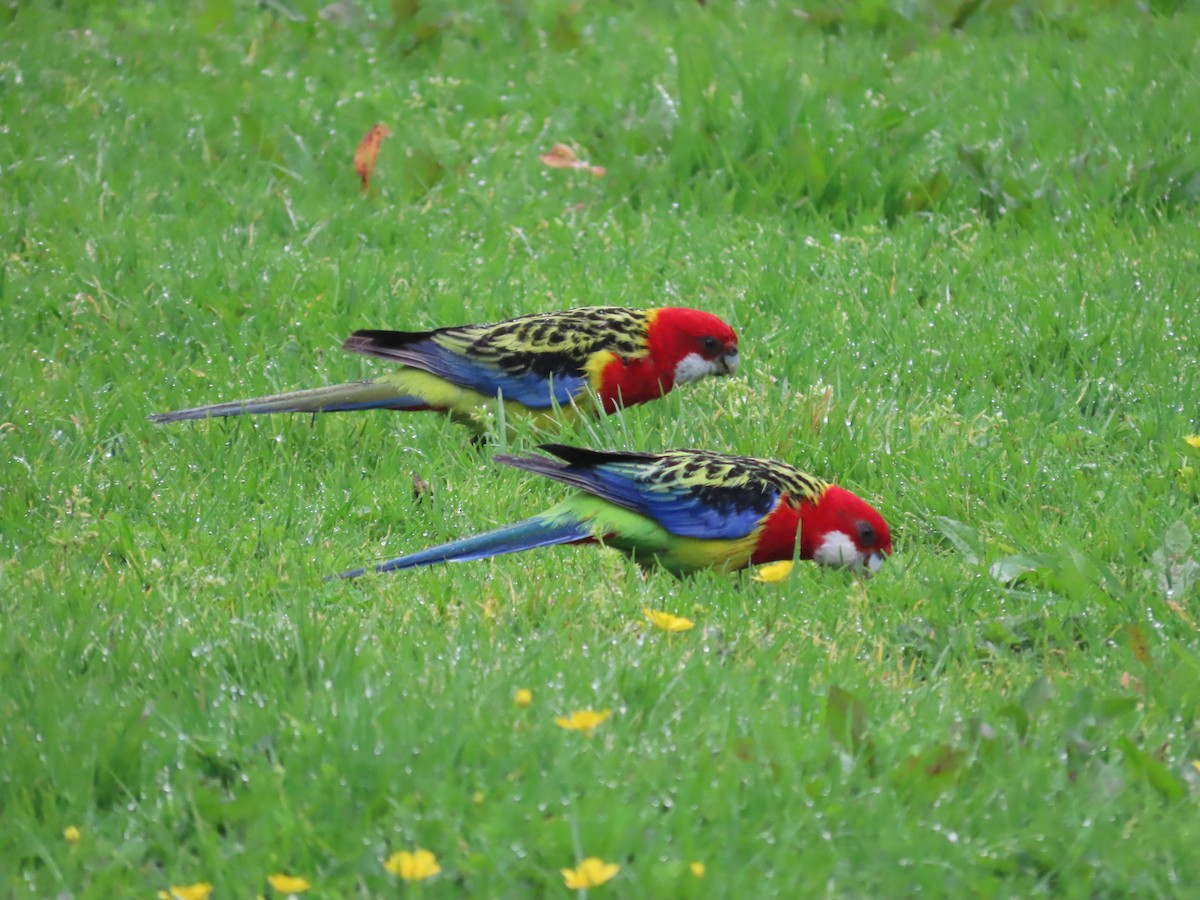 Eastern Rosella - ML643411508