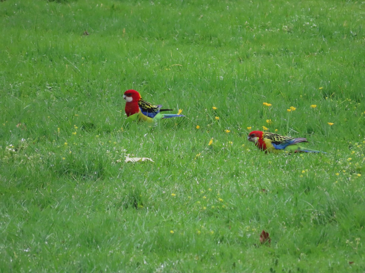Eastern Rosella - ML643411509