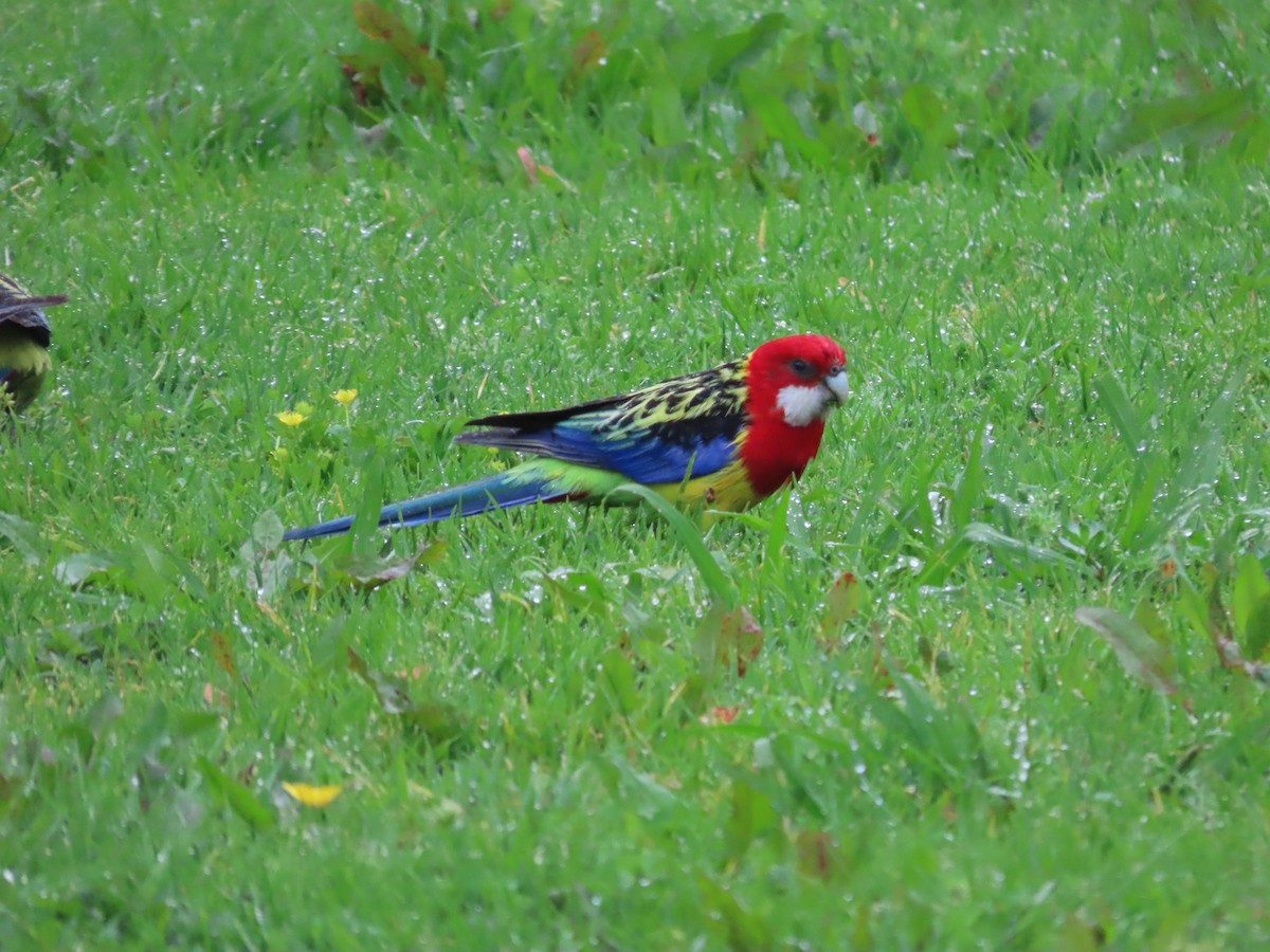 Eastern Rosella - ML643411511