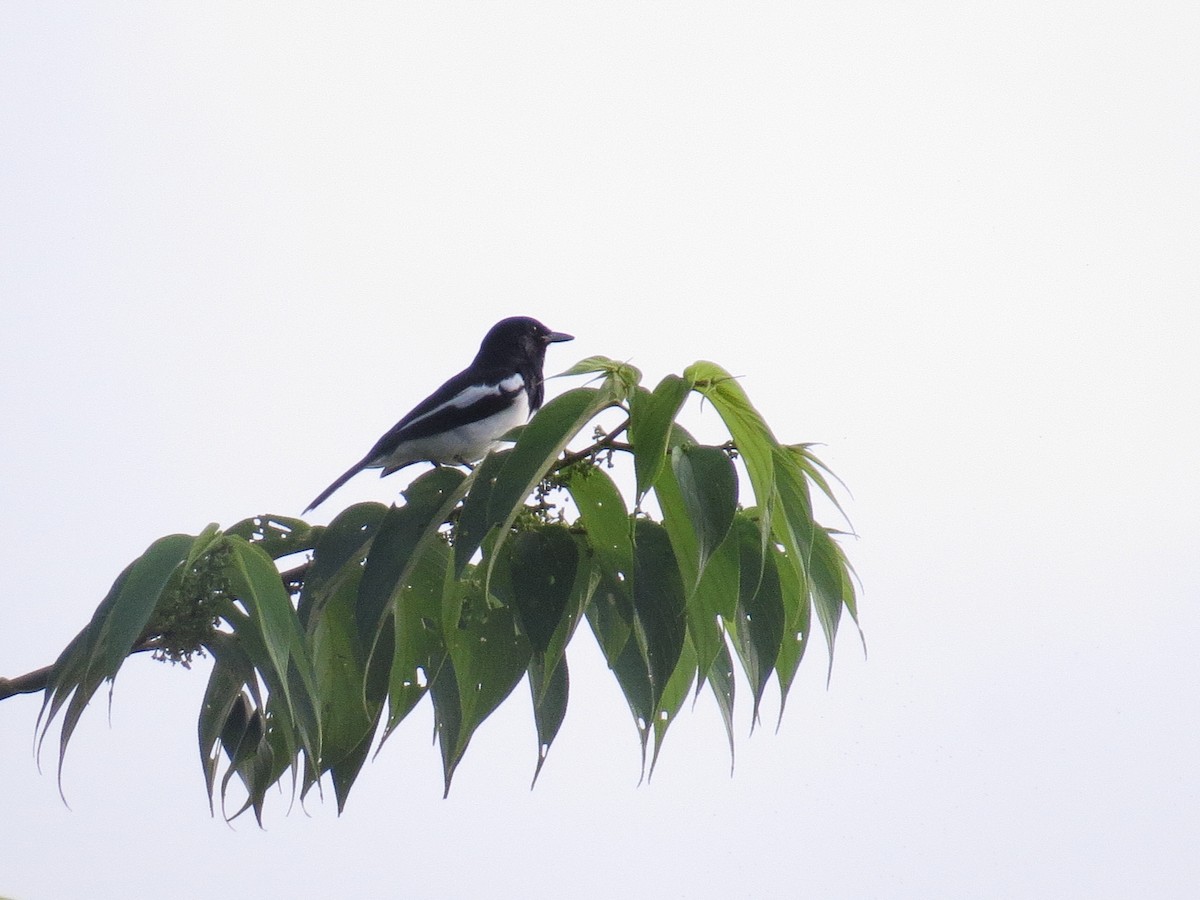 Oriental Magpie-Robin - ML643411516