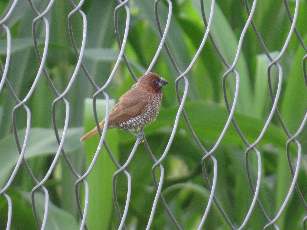 Scaly-breasted Munia - ML643411524