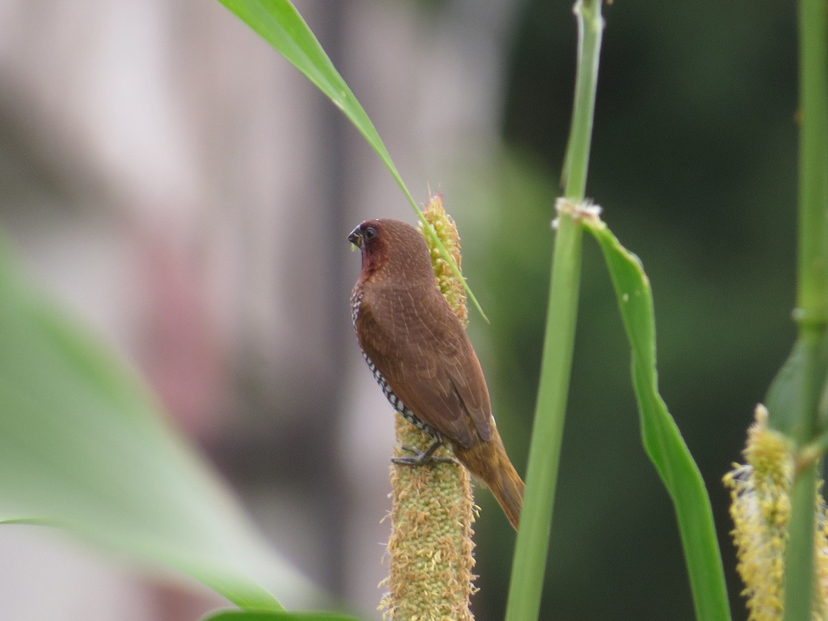 Scaly-breasted Munia - ML643411525