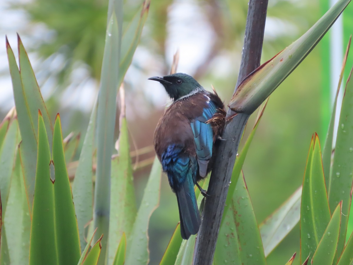 Tui - ML643411536