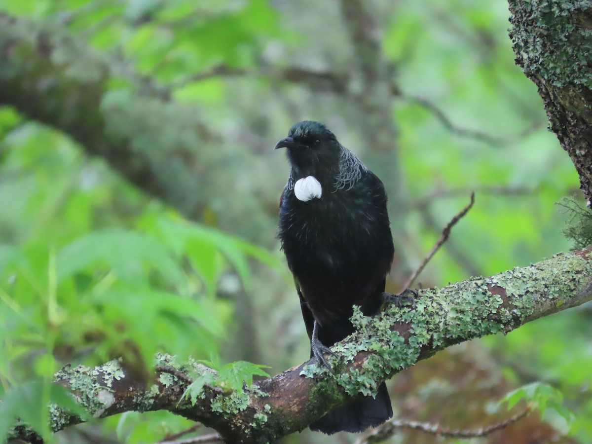 Tui - ML643411537