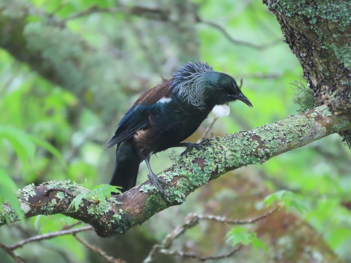 Tui - ML643411538