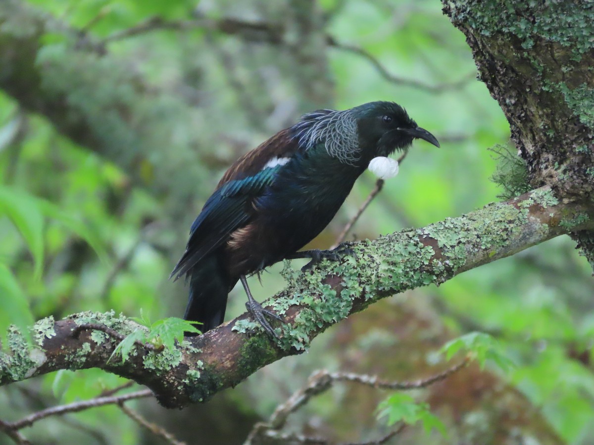 Tui - ML643411539