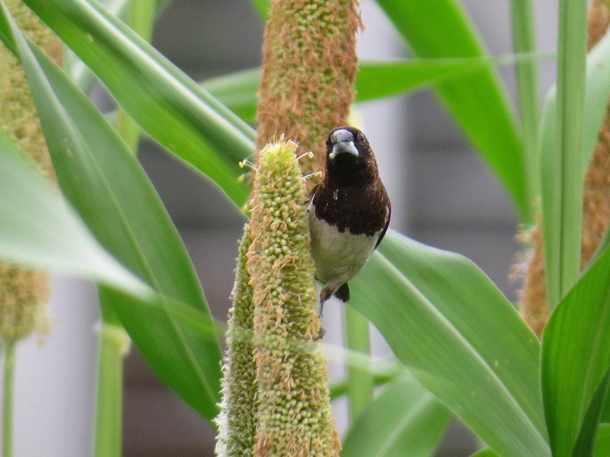 White-rumped Munia - ML643411540