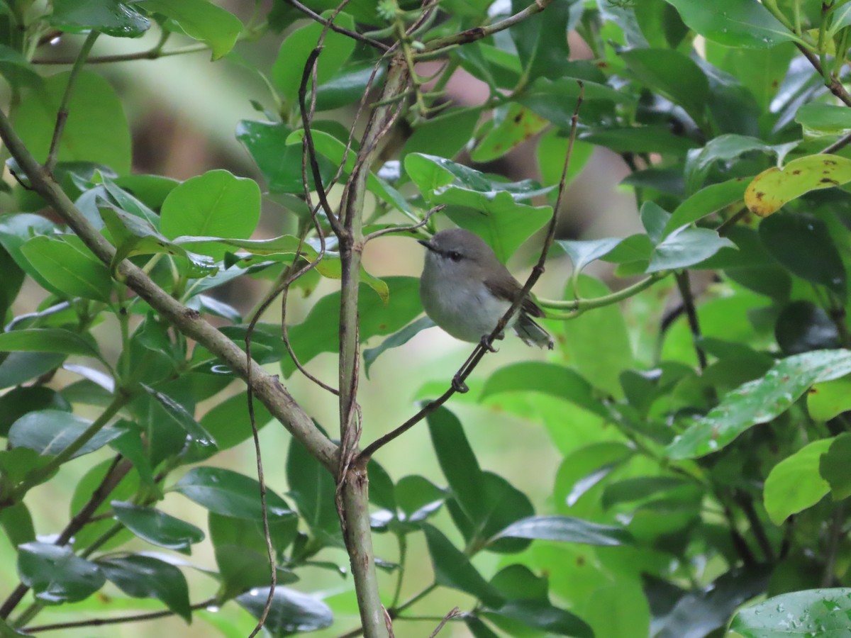 Gray Gerygone - ML643411545