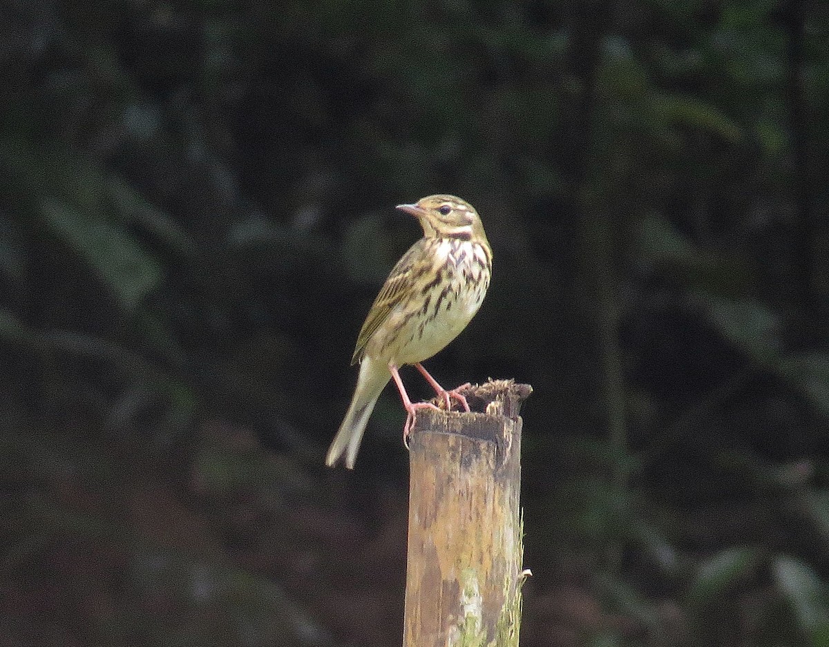 Pipit à dos olive - ML643411548