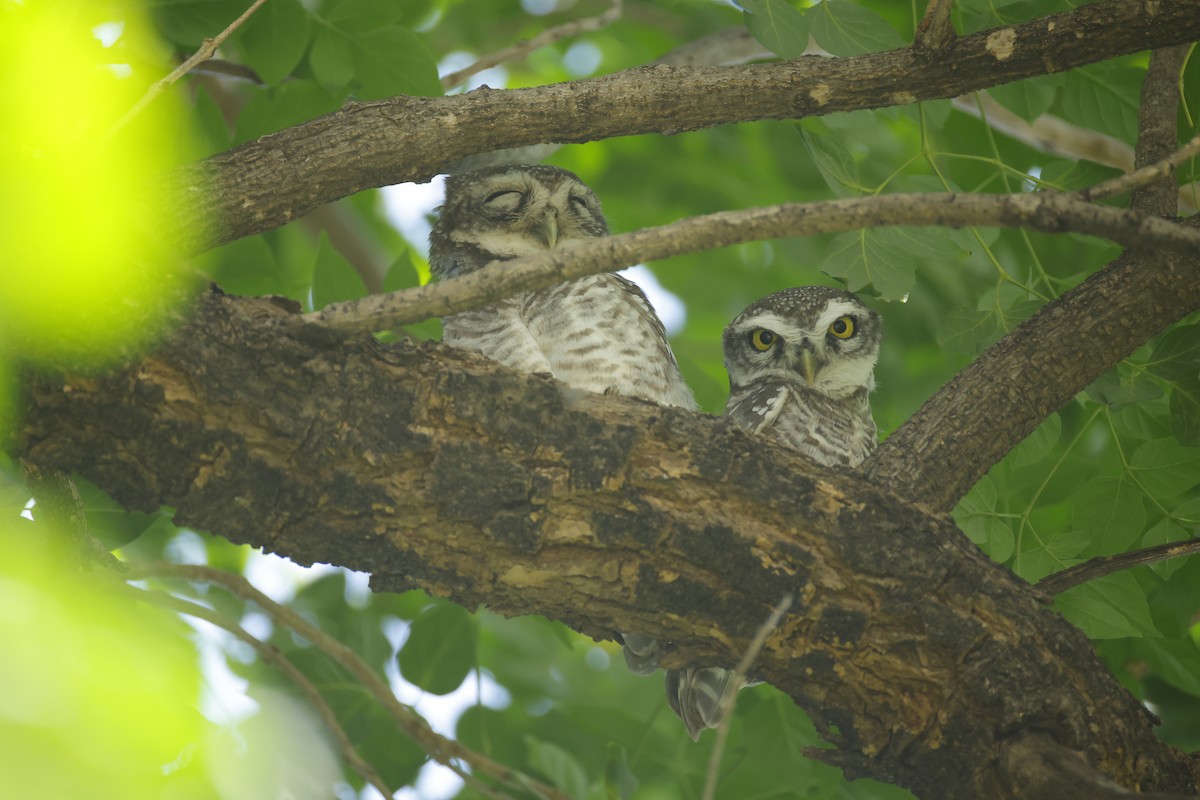 Spotted Owlet - ML643411549