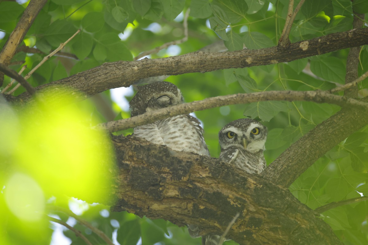 Spotted Owlet - ML643411550