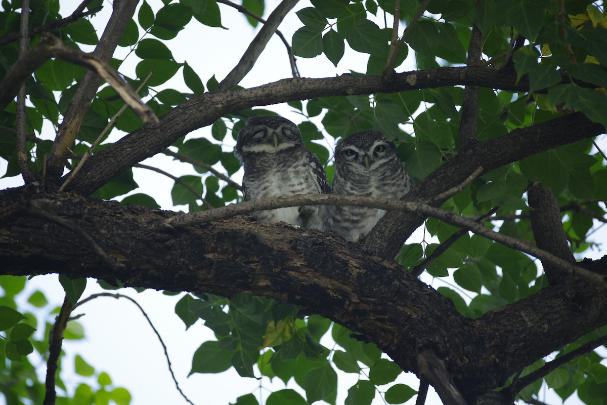 Spotted Owlet - ML643411551