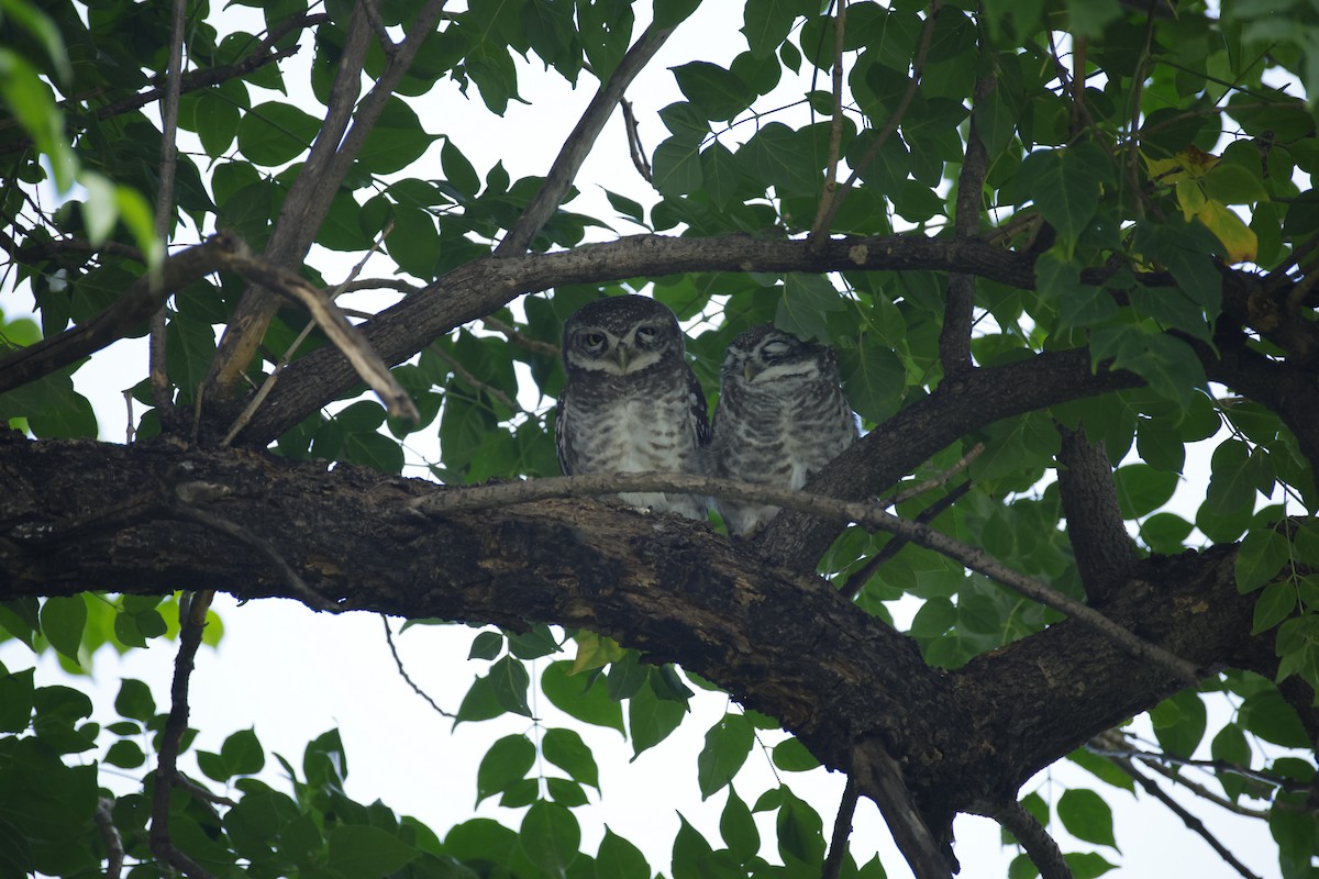 Spotted Owlet - ML643411552