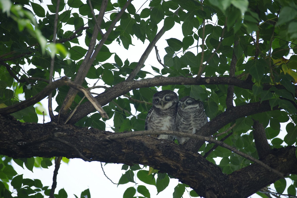Spotted Owlet - ML643411553