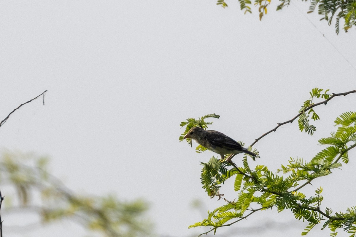 Baya Weaver - ML643411554