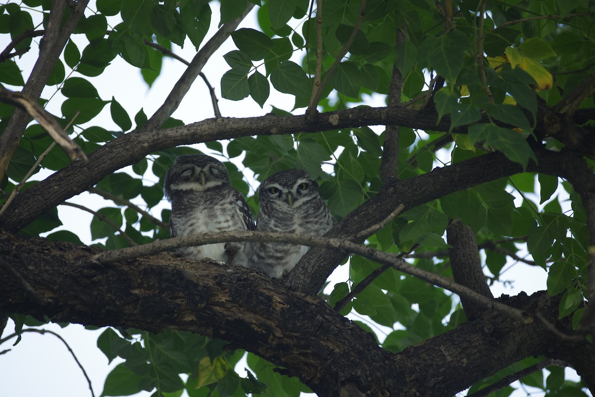 Spotted Owlet - ML643411555