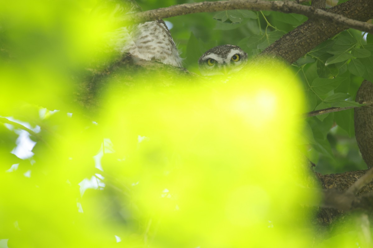 Spotted Owlet - ML643411556
