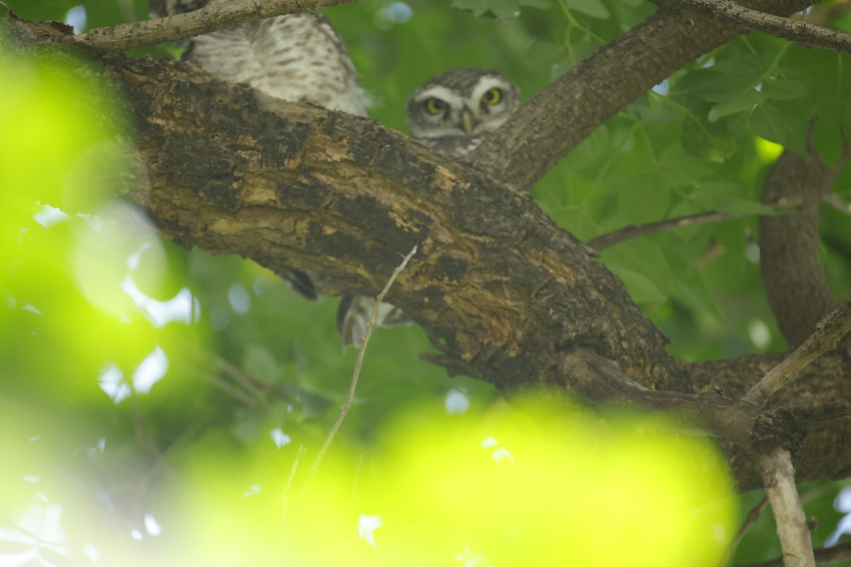 Spotted Owlet - ML643411557
