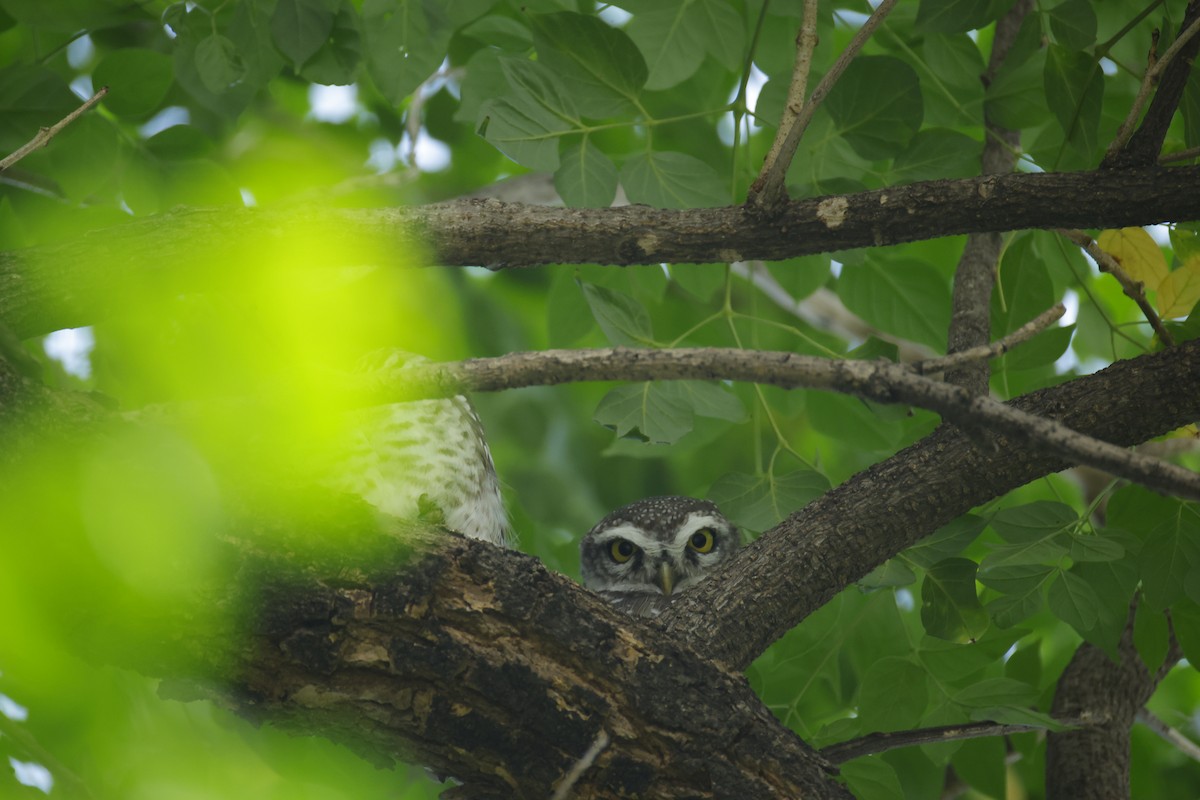 Spotted Owlet - ML643411558