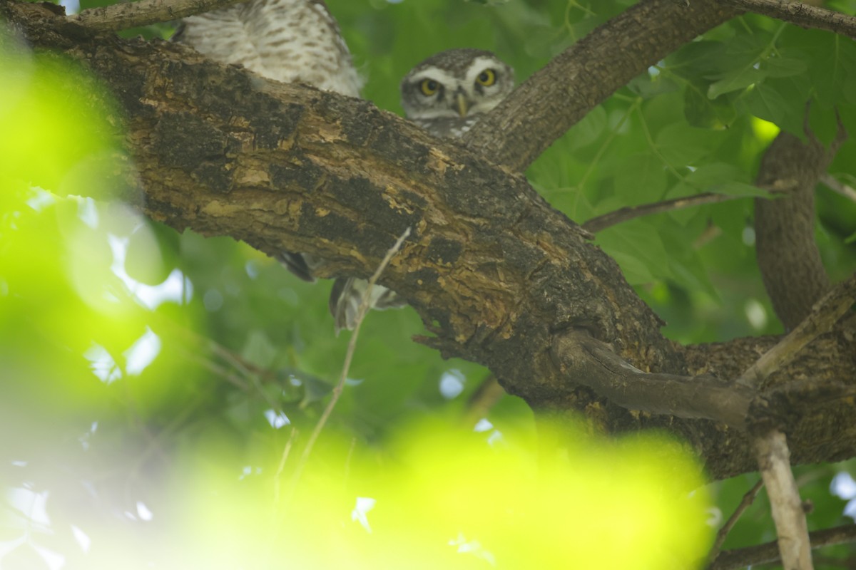 Spotted Owlet - ML643411559