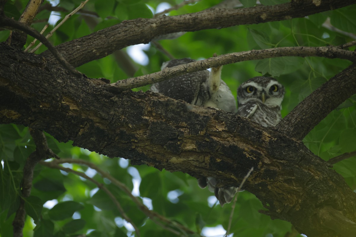 Spotted Owlet - ML643411560