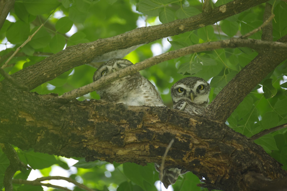 Spotted Owlet - ML643411561