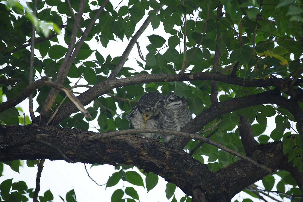 Spotted Owlet - ML643411562