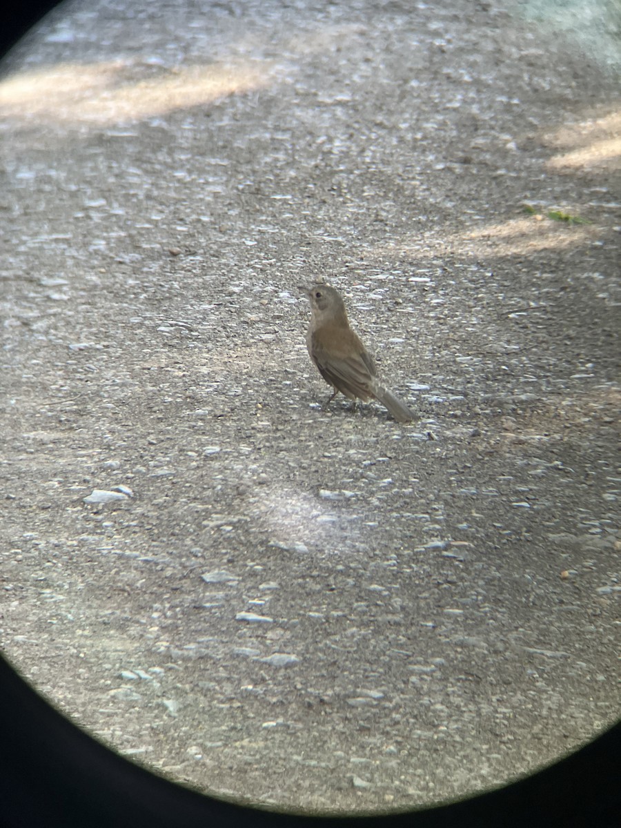 Gray Shrikethrush - ML643411563
