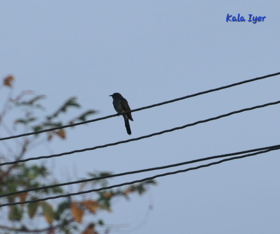 Gray-bellied Cuckoo - ML643411565