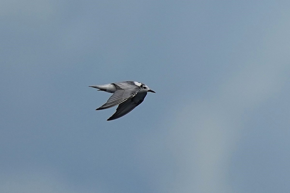 Itsas enara hegalzuria - ML643411569
