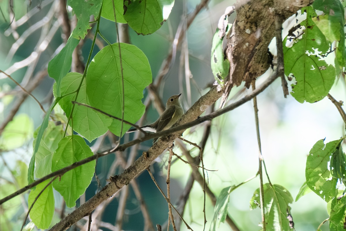 Euli-txori siberiarra - ML643411570