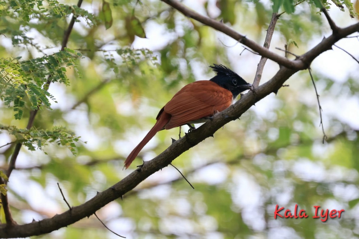 Indian Paradise-Flycatcher - ML643411571