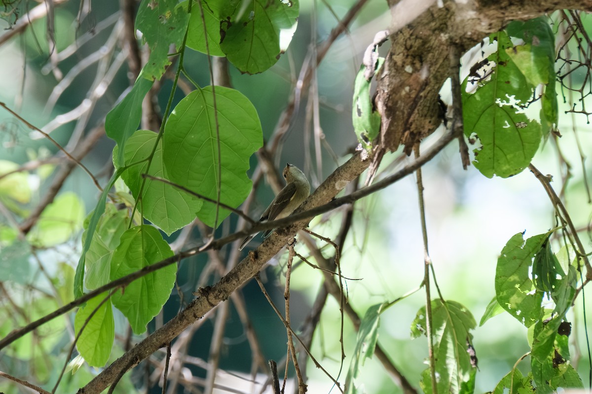 Euli-txori siberiarra - ML643411572