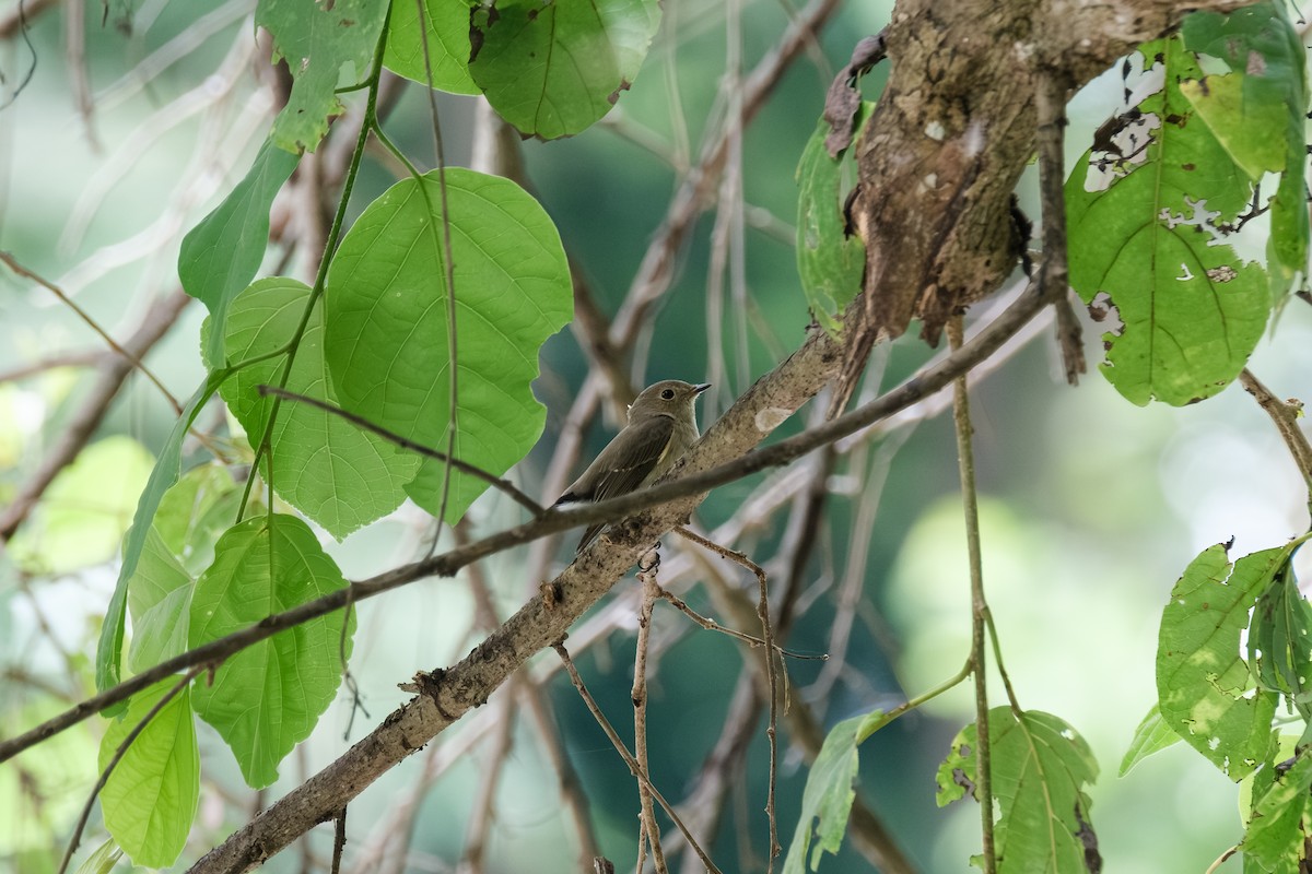 Euli-txori siberiarra - ML643411573