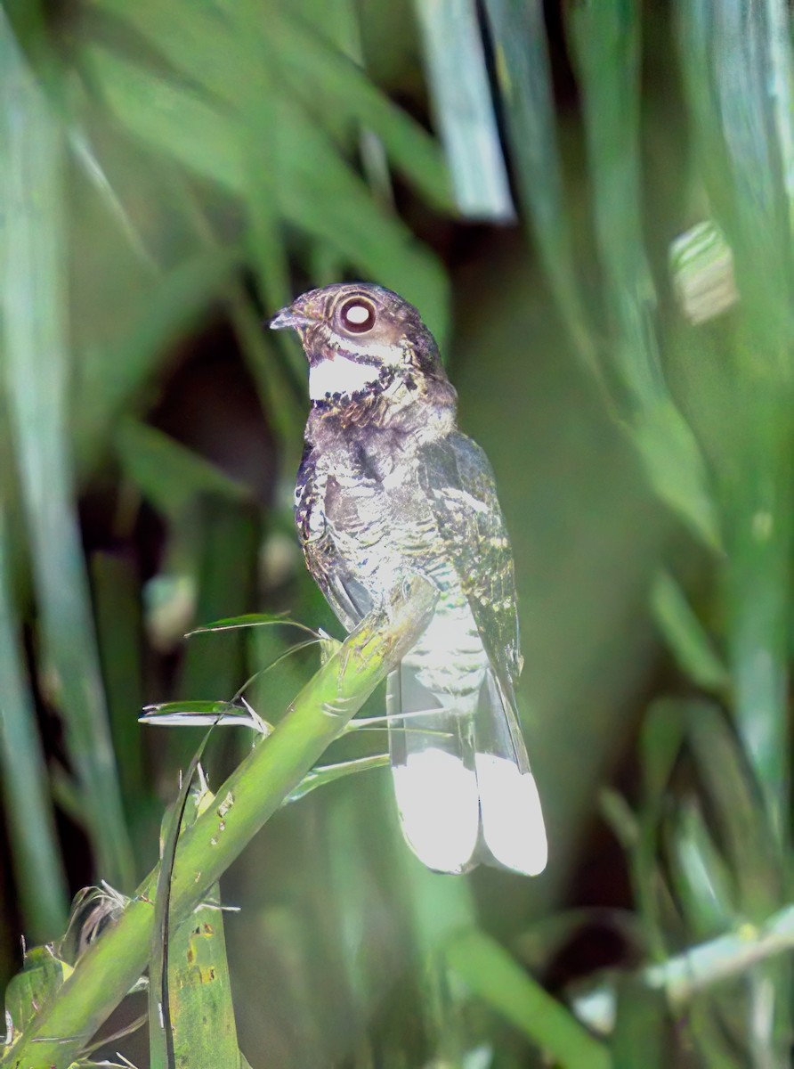 Large-tailed Nightjar - ML643411578