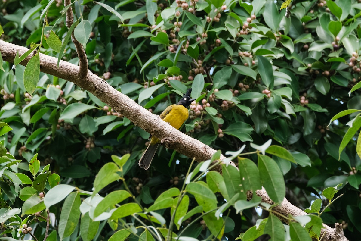 Black-crested Bulbul - ML643411583