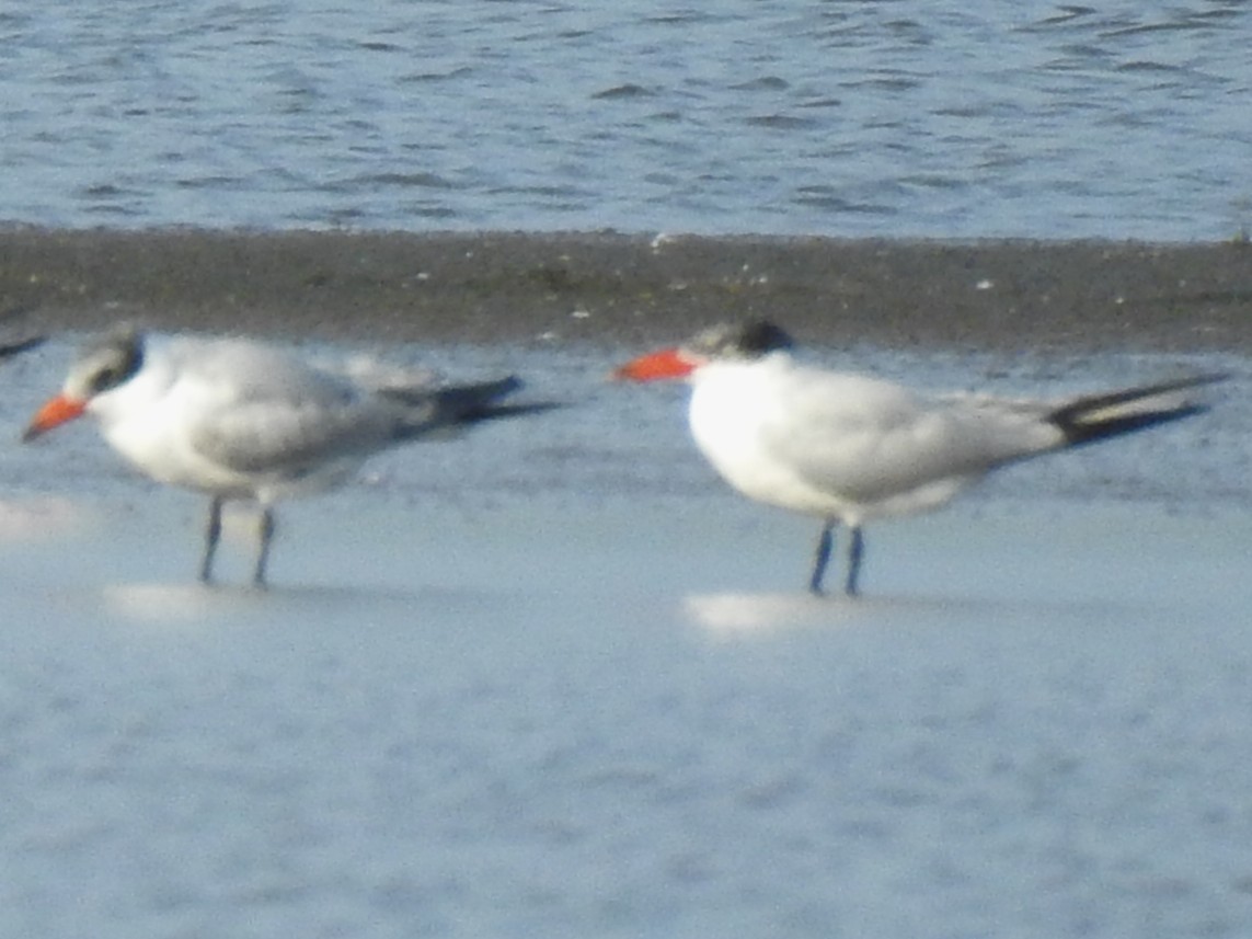 Caspian Tern - ML643411584