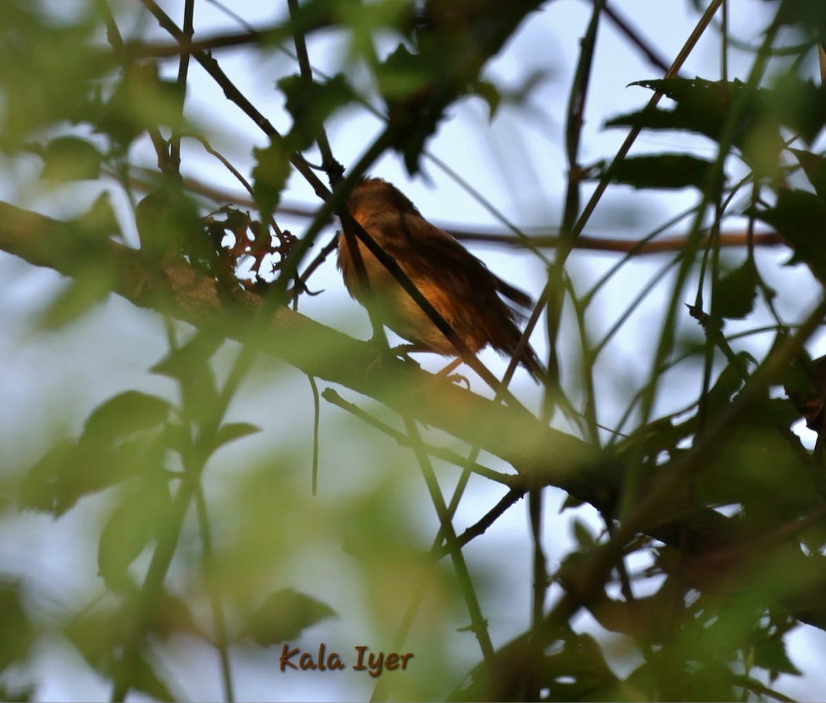 Tawny-bellied Babbler - ML643411594