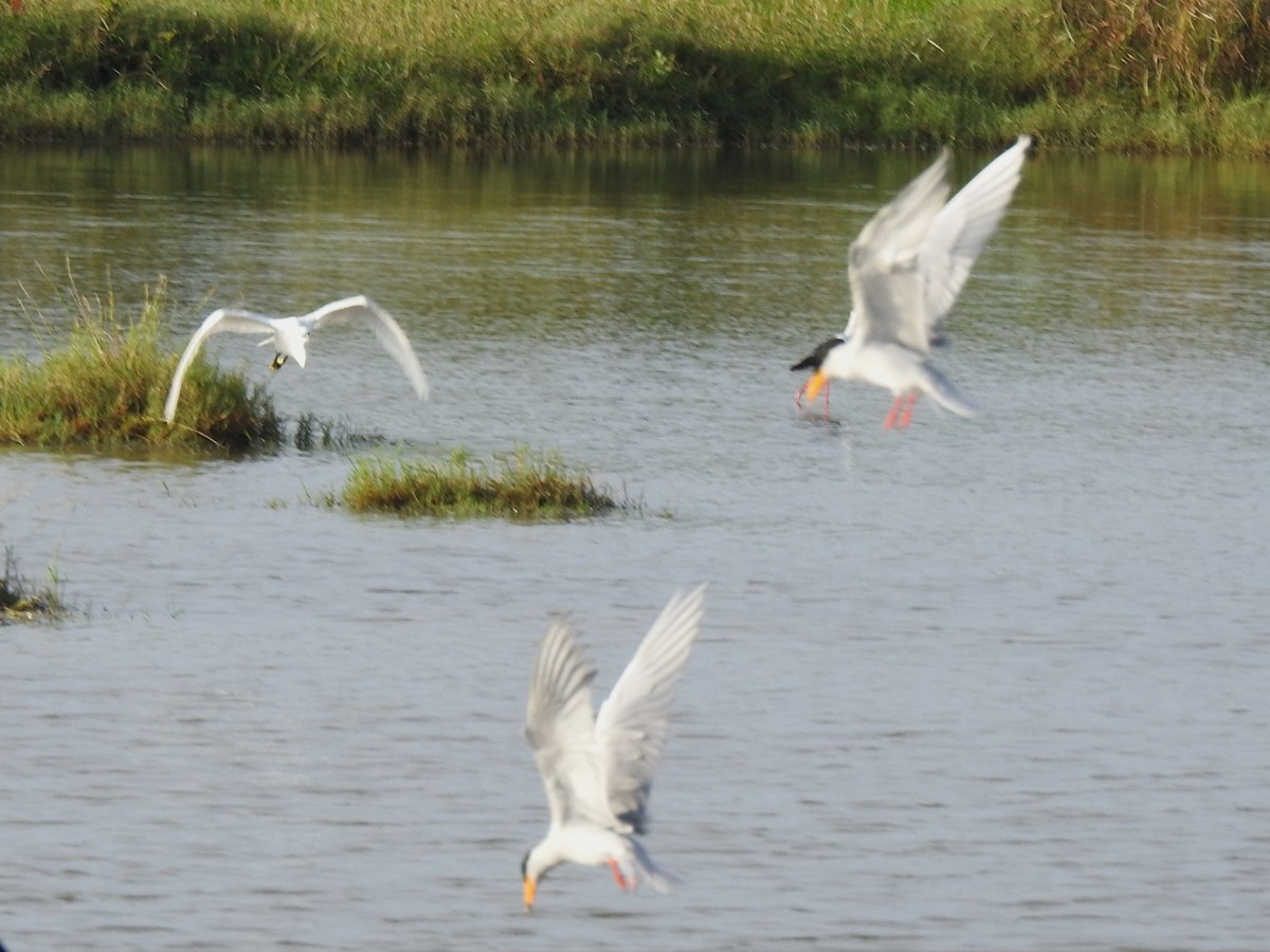 River Tern - ML643411596
