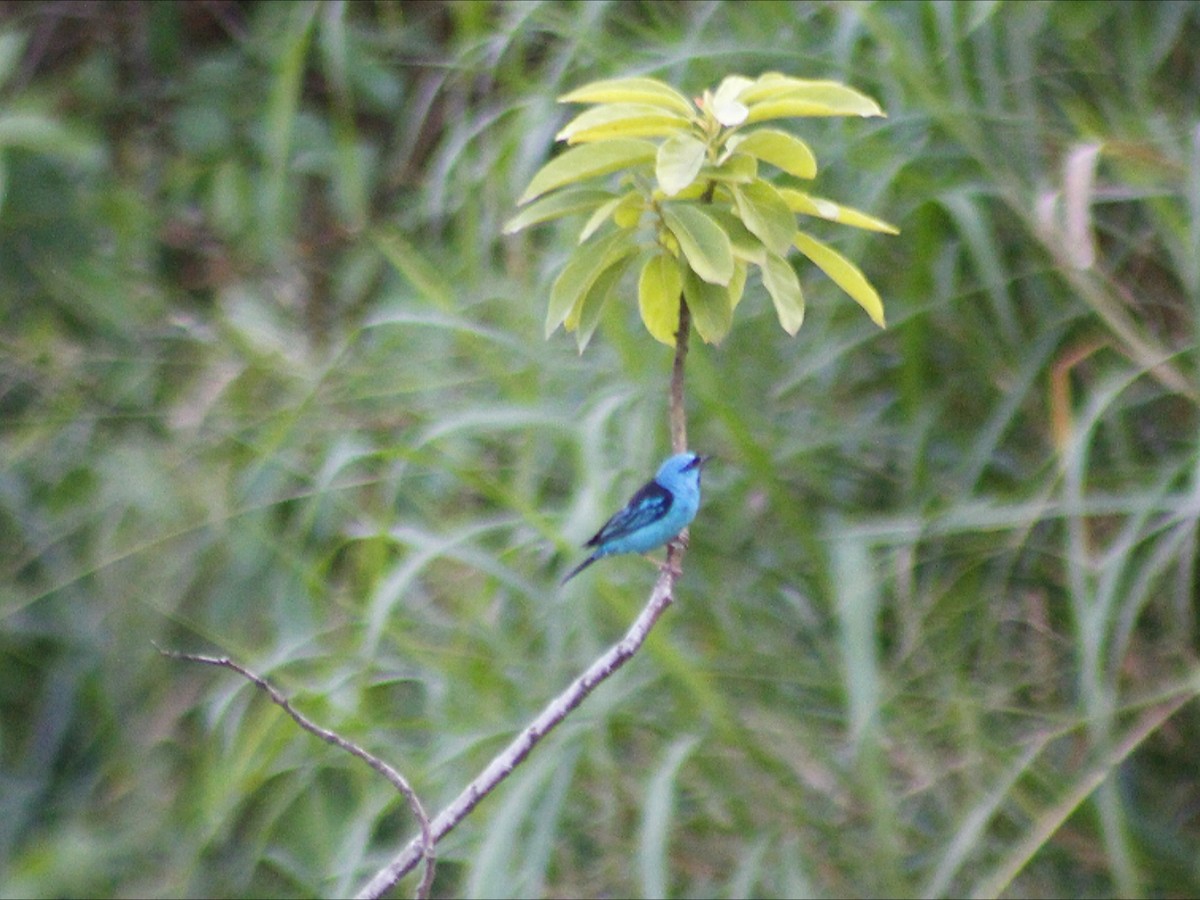 Blue Dacnis - ML643411597