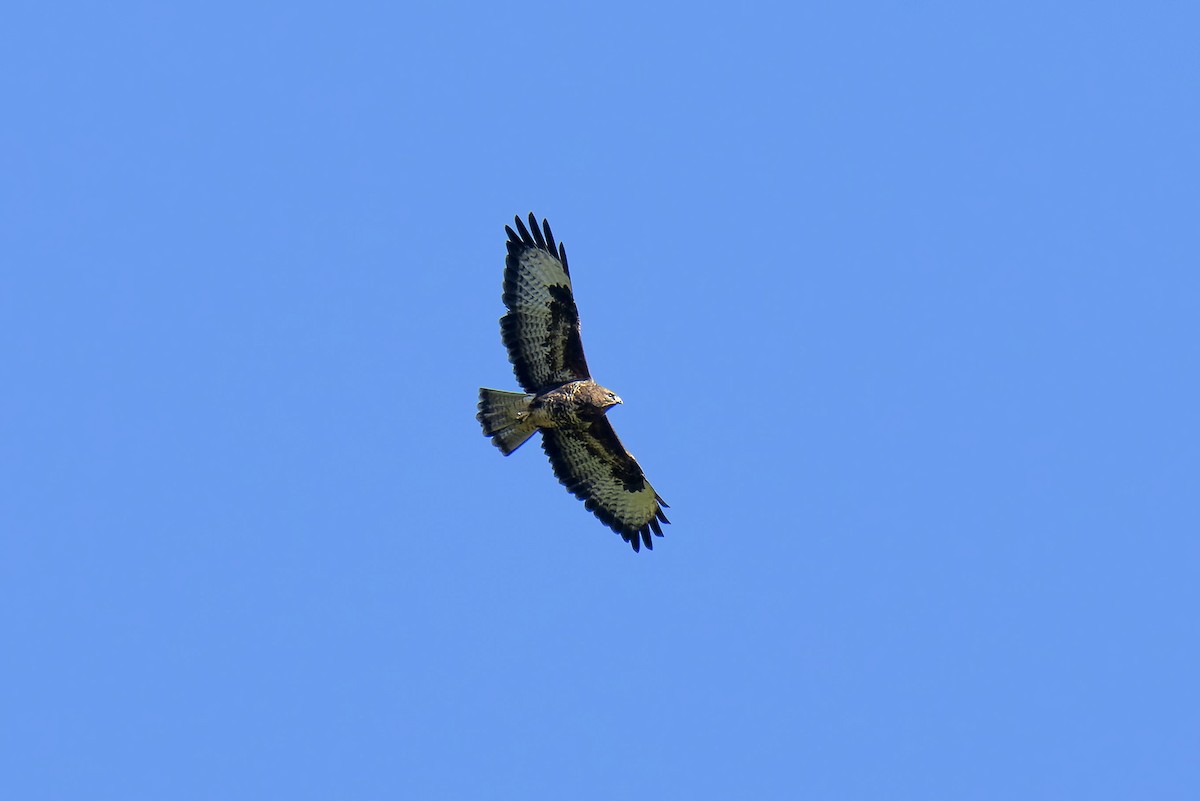 Common Buzzard - ML643411599