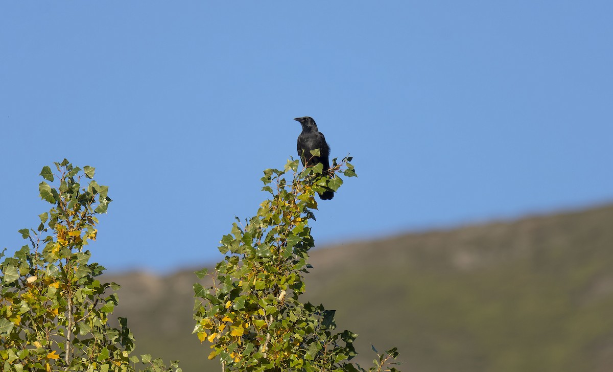 Carrion Crow - ML643411604