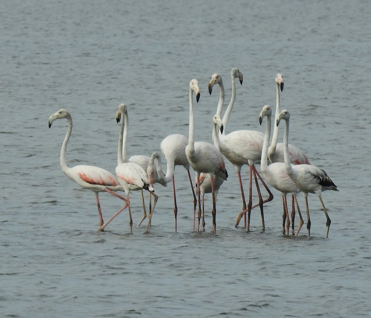Greater Flamingo - ML643411606