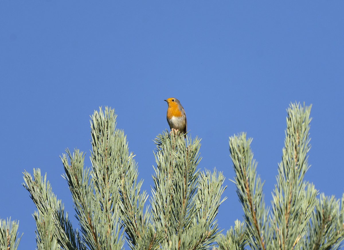European Robin - ML643411614