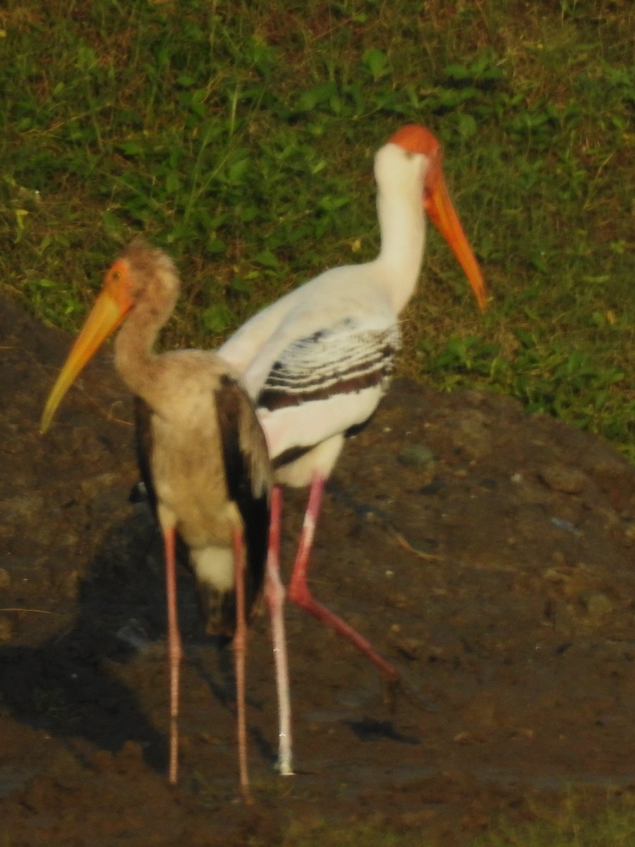 Painted Stork - ML643411616