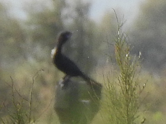 Little Cormorant - ML643411619