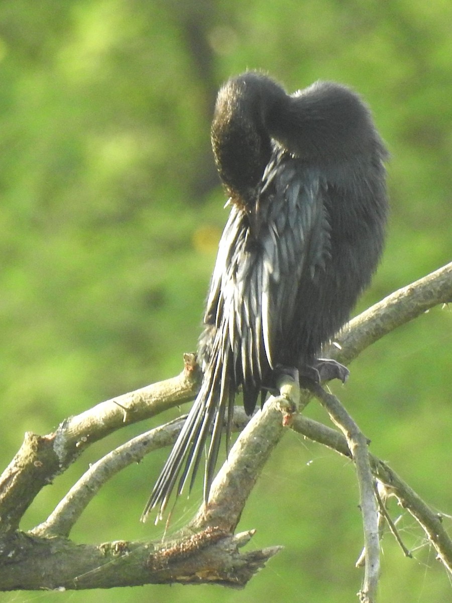 Indian Cormorant - ML643411627
